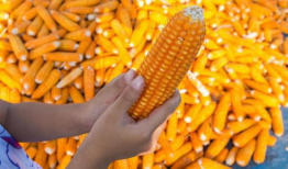 玉米视频,探索农业科技新篇章